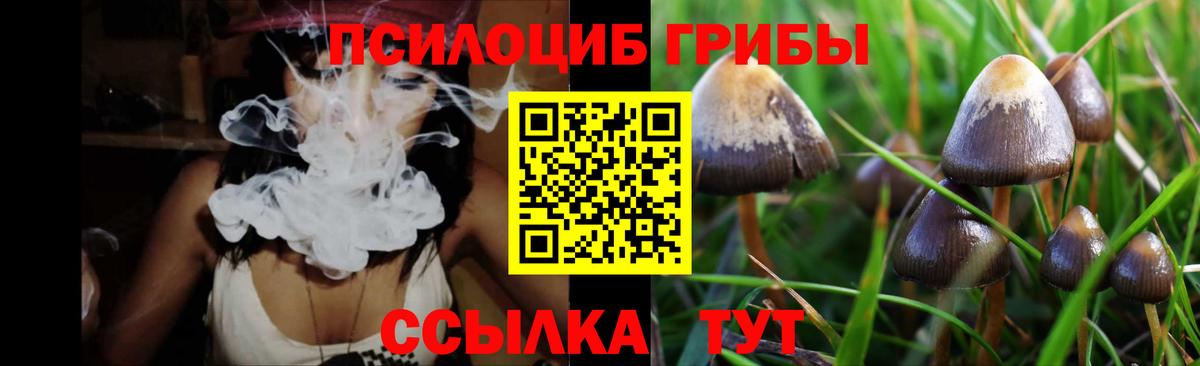 Псилоцибиновые грибы Psilocybe Гудермес